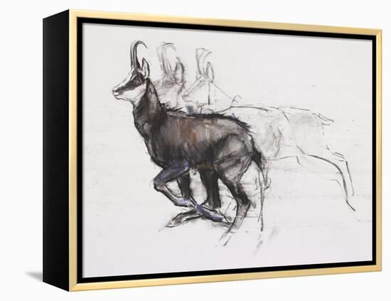 Running Chamois-Mark Adlington-Framed Premier Image Canvas