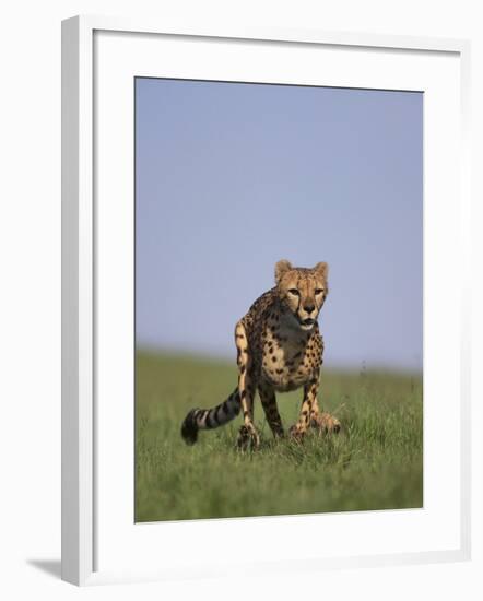 Running Cheetah-DLILLC-Framed Photographic Print