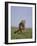 Running Cheetah-DLILLC-Framed Photographic Print