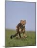 Running Cheetah-DLILLC-Mounted Photographic Print