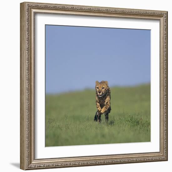 Running Cheetah-DLILLC-Framed Photographic Print