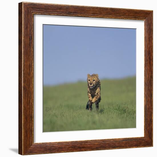 Running Cheetah-DLILLC-Framed Photographic Print