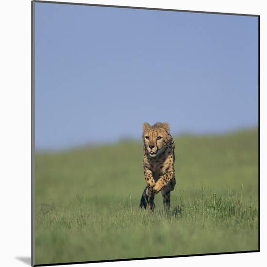 Running Cheetah-DLILLC-Mounted Photographic Print