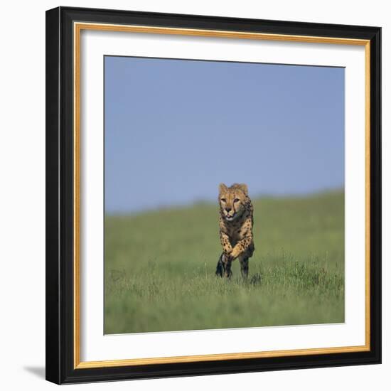 Running Cheetah-DLILLC-Framed Photographic Print