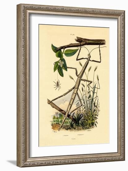 Running Crab Spider, 1833-39-null-Framed Giclee Print