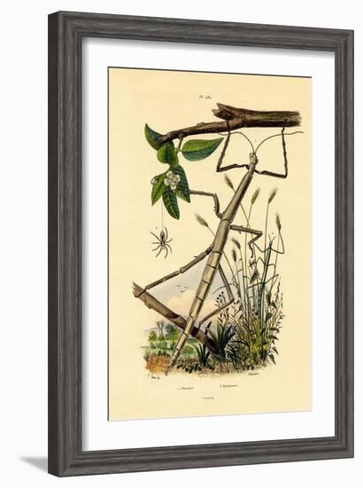 Running Crab Spider, 1833-39-null-Framed Giclee Print