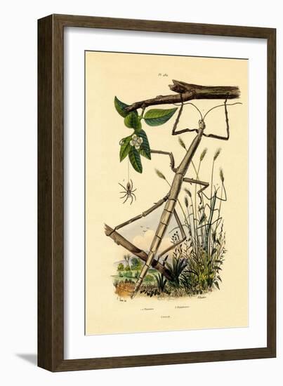 Running Crab Spider, 1833-39-null-Framed Giclee Print