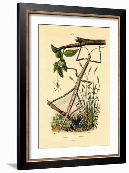 Running Crab Spider, 1833-39-null-Framed Giclee Print