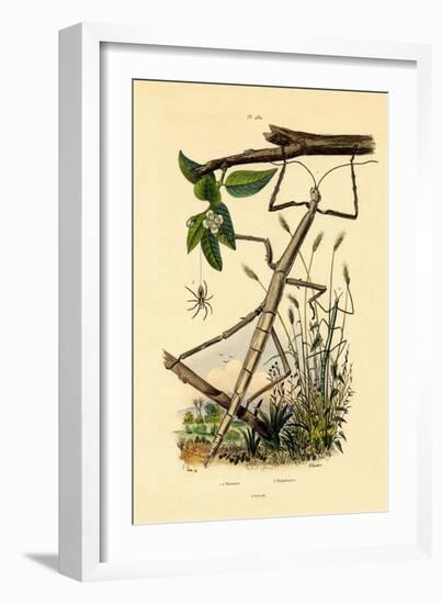Running Crab Spider, 1833-39-null-Framed Giclee Print