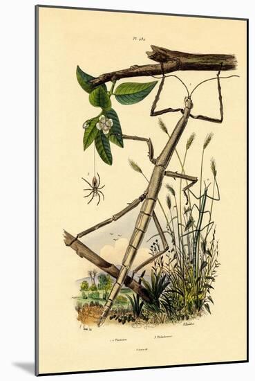 Running Crab Spider, 1833-39-null-Mounted Giclee Print