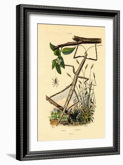 Running Crab Spider, 1833-39-null-Framed Giclee Print