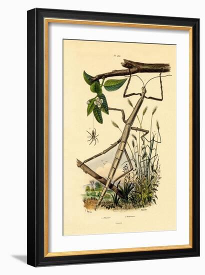 Running Crab Spider, 1833-39-null-Framed Giclee Print