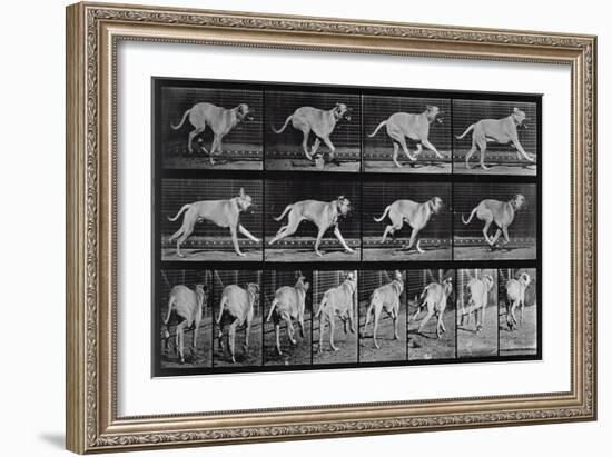 Running Dog, Plate 707 from 'Animal Locomotion', 1887 (B/W Photo)-Eadweard Muybridge-Framed Giclee Print