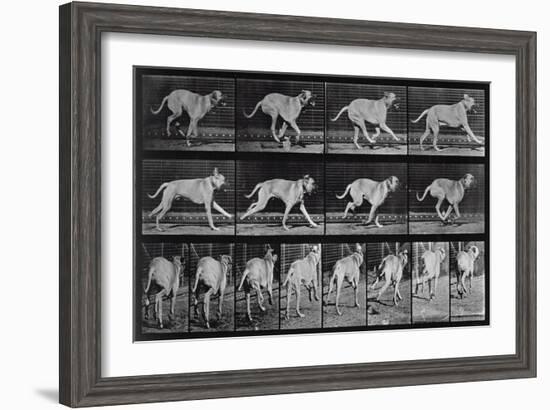 Running Dog, Plate 707 from 'Animal Locomotion', 1887 (B/W Photo)-Eadweard Muybridge-Framed Giclee Print