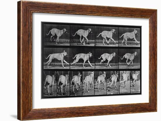 Running Dog, Plate 707 from 'Animal Locomotion', 1887 (B/W Photo)-Eadweard Muybridge-Framed Giclee Print