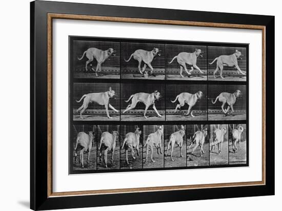 Running Dog, Plate 707 from 'Animal Locomotion', 1887 (B/W Photo)-Eadweard Muybridge-Framed Giclee Print