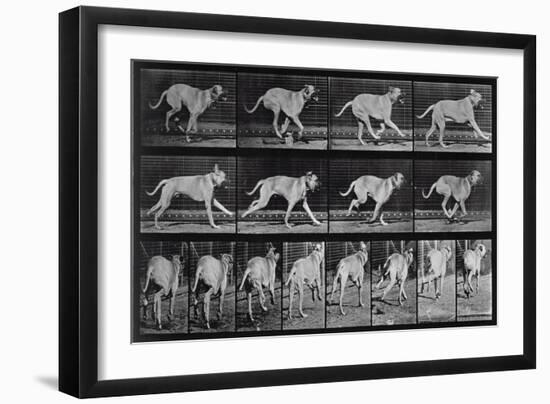 Running Dog, Plate 707 from 'Animal Locomotion', 1887 (B/W Photo)-Eadweard Muybridge-Framed Giclee Print