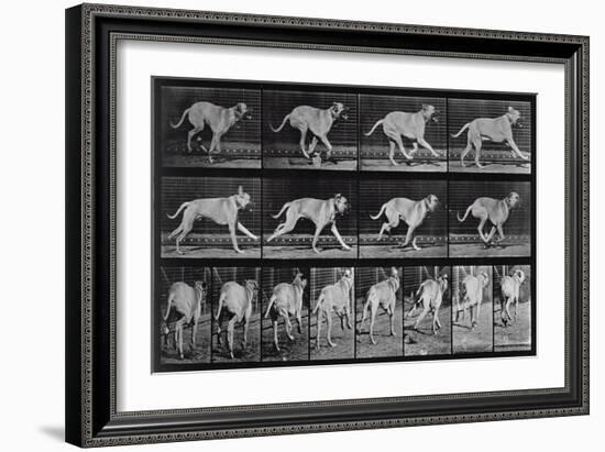 Running Dog, Plate 707 from 'Animal Locomotion', 1887 (B/W Photo)-Eadweard Muybridge-Framed Giclee Print