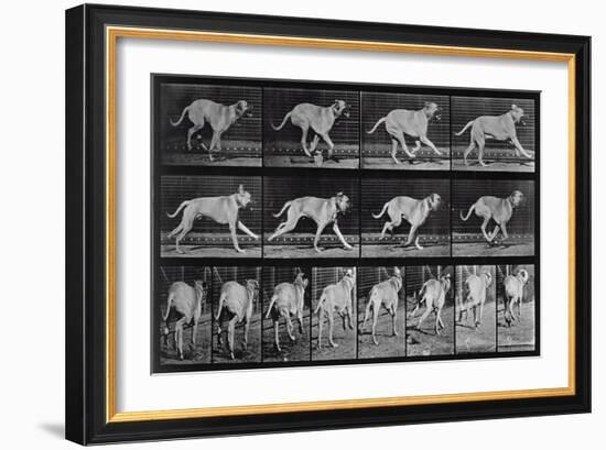 Running Dog, Plate 707 from 'Animal Locomotion', 1887 (B/W Photo)-Eadweard Muybridge-Framed Giclee Print