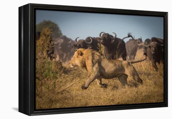 Running for His Life-Marc Meijlaers-Framed Premier Image Canvas