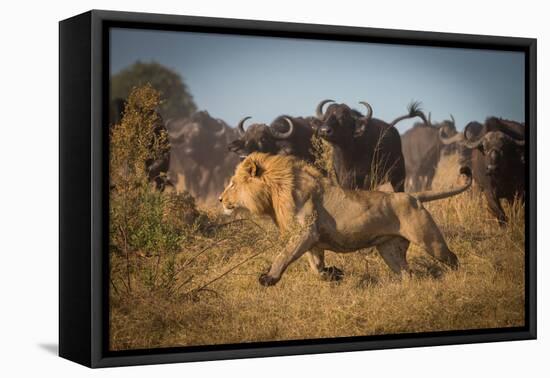 Running for His Life-Marc Meijlaers-Framed Premier Image Canvas