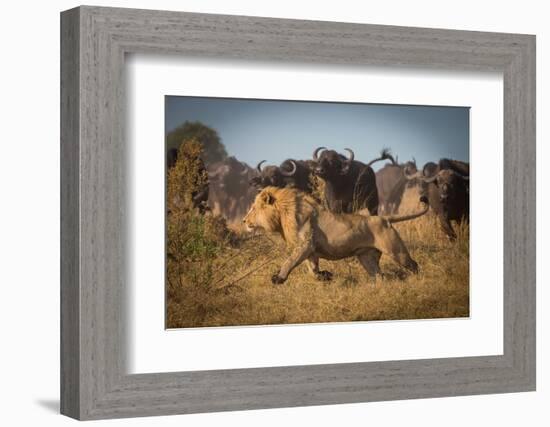 Running for His Life-Marc Meijlaers-Framed Photographic Print