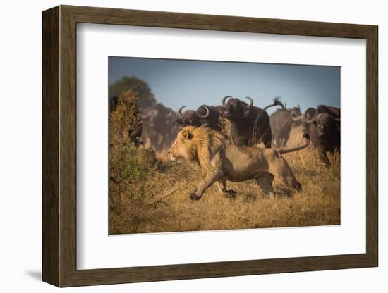 Running for His Life-Marc Meijlaers-Framed Photographic Print