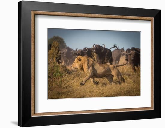 Running for His Life-Marc Meijlaers-Framed Photographic Print