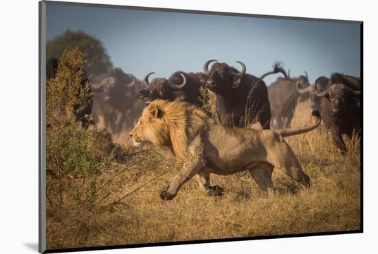 Running for His Life-Marc Meijlaers-Mounted Photographic Print