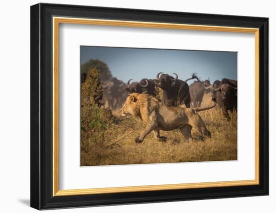 Running for His Life-Marc Meijlaers-Framed Photographic Print