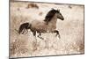 Running Free-Lisa Dearing-Mounted Photographic Print