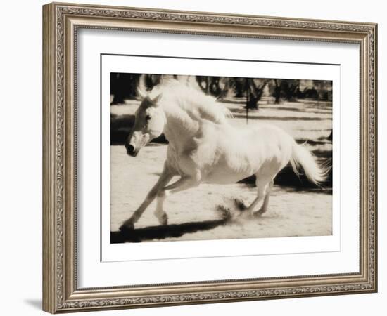 Running Horse-Theo Westenberger-Framed Art Print