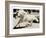 Running Horse-Theo Westenberger-Framed Art Print