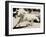 Running Horse-Theo Westenberger-Framed Art Print