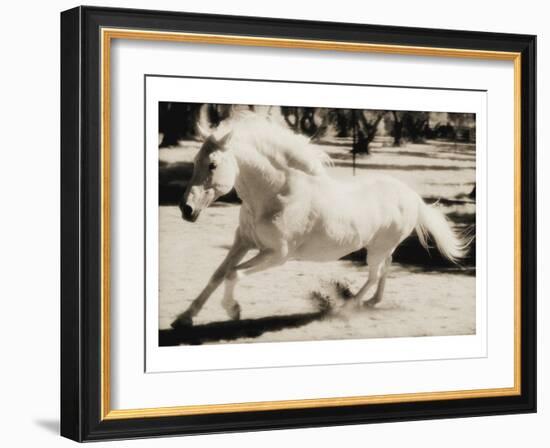 Running Horse-Theo Westenberger-Framed Art Print