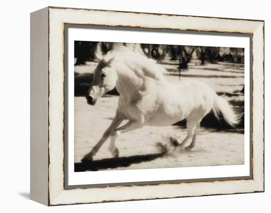 Running Horse-Theo Westenberger-Framed Stretched Canvas