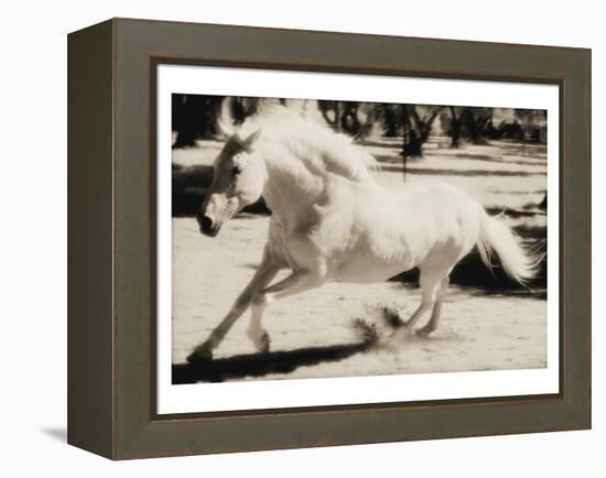 Running Horse-Theo Westenberger-Framed Stretched Canvas