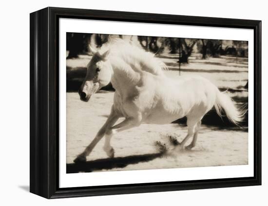 Running Horse-Theo Westenberger-Framed Stretched Canvas