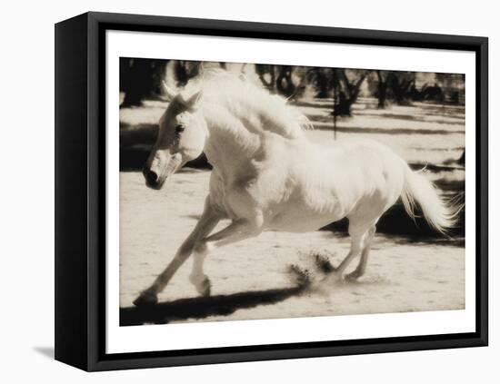 Running Horse-Theo Westenberger-Framed Stretched Canvas