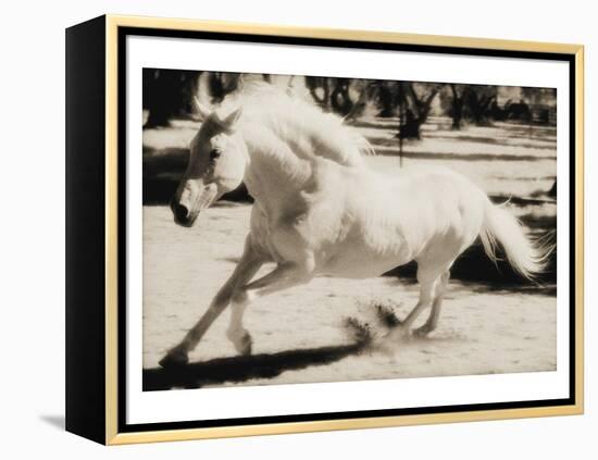 Running Horse-Theo Westenberger-Framed Stretched Canvas