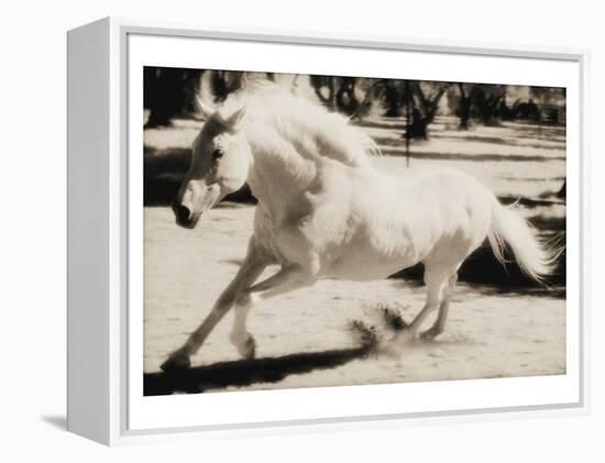 Running Horse-Theo Westenberger-Framed Stretched Canvas