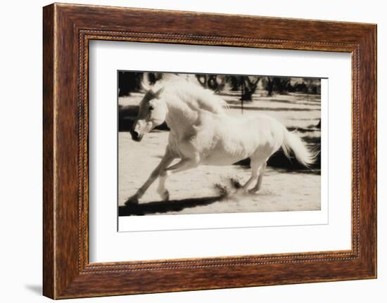 Running Horse-Theo Westenberger-Framed Photographic Print