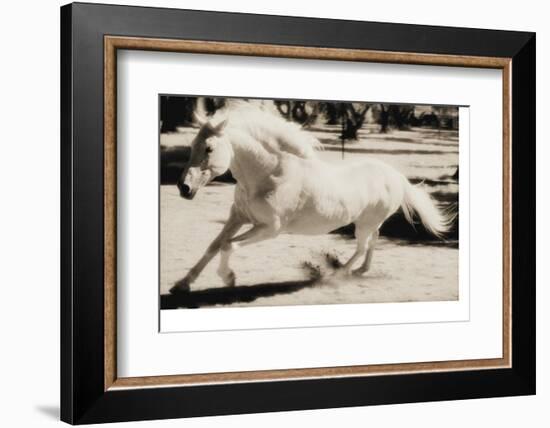 Running Horse-Theo Westenberger-Framed Photographic Print