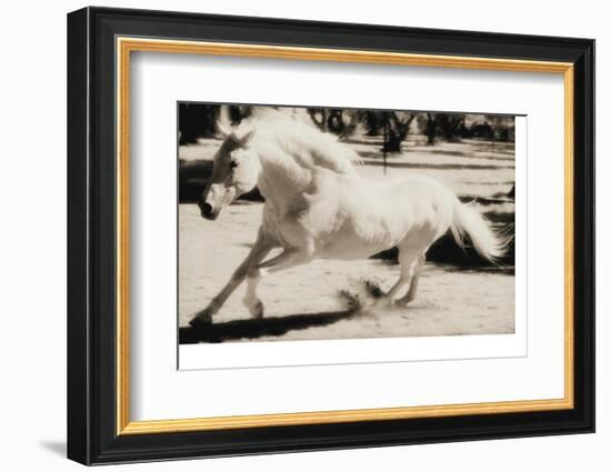 Running Horse-Theo Westenberger-Framed Photographic Print