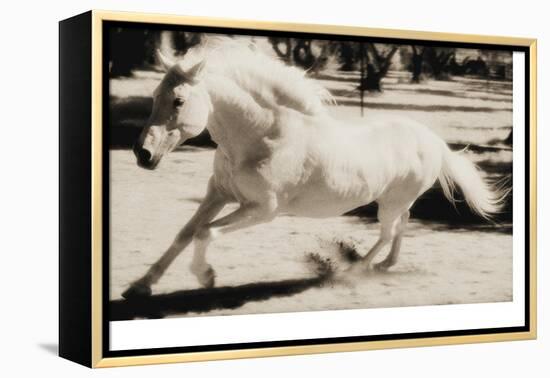 Running Horse-Theo Westenberger-Framed Premier Image Canvas