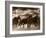 Running Horses And Sunbeams, Rothbury, Michigan-Monte Nagler-Framed Photographic Print