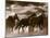 Running Horses And Sunbeams, Rothbury, Michigan-Monte Nagler-Mounted Photographic Print