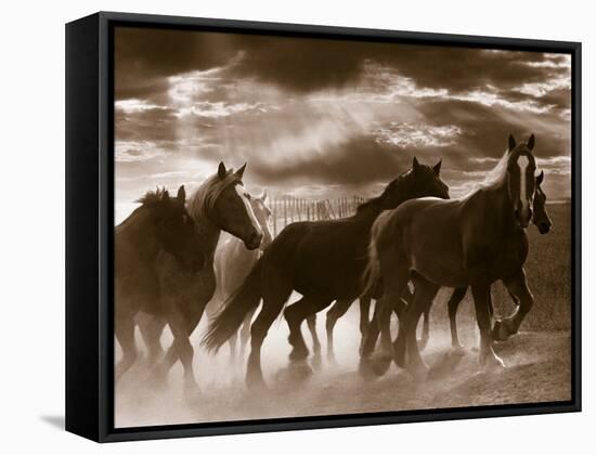 Running Horses And Sunbeams, Rothbury, Michigan-Monte Nagler-Framed Premier Image Canvas