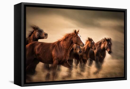 Running Horses, Blur and Flying Manes-Sheila Haddad-Framed Premier Image Canvas