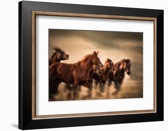 Running Horses, Blur and Flying Manes-Sheila Haddad-Framed Photographic Print